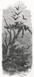 ケルトの鳥葬、1866年