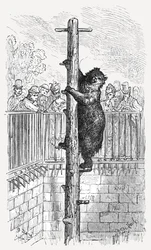 「ベア ピット - 動物園」、1872 年。