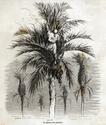 1862年にCh.Davillierとスペインを訪れた際にGustave Dore(1832-1883)が描いたもの。これは1862年にCh.