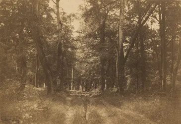 バス＝ブロー、フォンテーヌブローの森、1849-1852年（写真）