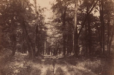 バス＝ブロー、フォンテーヌブローの森、1852年（写真）