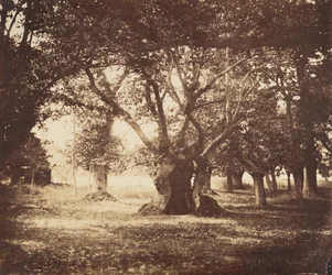 中空の樫の木、フォンテーヌブロー、1855-57。