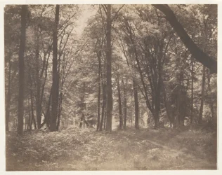 La forêt de Fontainebleau (フォンテーヌブローの森)