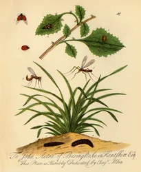 「テントウムシとパパの長い脚: コクシネラとチプラ・オレラセア」、1720年、1945年。
