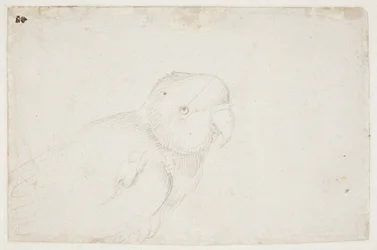 インコ