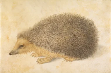 ハリネズミ Erinaceus roumanicus、1584 年以前。