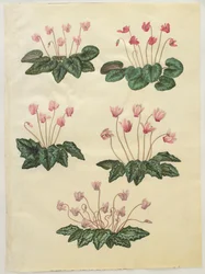 アルバムGottorfer Codex、c.1650（羊皮紙のガッシュ）のCyclamen purprascens
