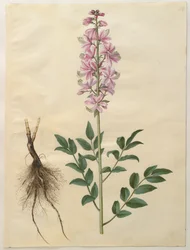 アルバムGottorfer Codex、c.1650（羊皮紙のガッシュ）のDictamnus albus
