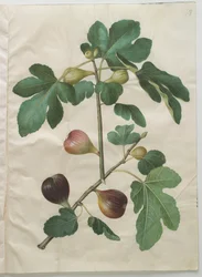 アルバムGottorfer Codex、c.1650（羊皮紙のガッシュ）のフィカスカリカ