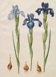 アルバムGottorfer Codex、c.1650（羊皮紙のガッシュ）のIris xiphiodes