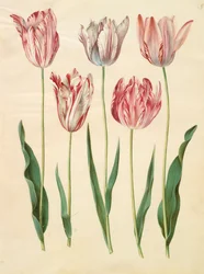 アルバムGottorfer Codex、c.1650（羊皮紙のガッシュ）のTulipa gesneriana