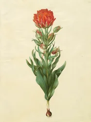 アルバムGottorfer Codex、c.1650（羊皮紙のガッシュ）のTulipa gesneriana