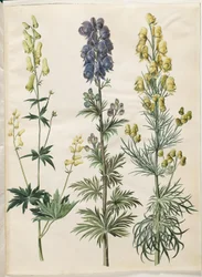 Aconitum lycoctonum (ノルディスクストームハット); Aconite napellus (Ægte stormhat); Aconite anthora (フィンブラデット ストームハット)