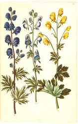 Aconite napellus (?) (Ægte stormhat); 多彩なトリカブト、evt。 Aconitum ×cammarum (?) (broget stormhat, evt. have-stormhat); Aconite anthora (finbladet ストームハット)