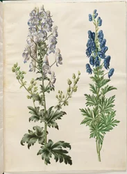 多彩なトリカブト（ブロゲット ストームハット）; Aconite napellus (エグテ ストームハット)