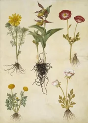 Vernal Adonis (vår-adonis); Cypripedium calceolus (stor fruesko); アジアのラナンキュラス (have-ranunkel); キンポウゲ (art af ranunkel)