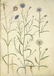 Agrostemma githago（ムギセンノウ）；Centaurea cyanus（ヤグルマギク）