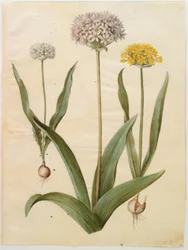 Allium moly（黄金のニンニク）、Allium nigrum（黒いニンニク）