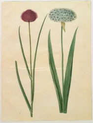 Allium sphaerocephalon (地中海タマネギ); アリウム・ニグラム（黒玉ねぎ）