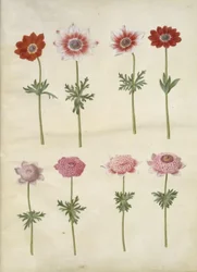 Anemone coronaria L.（フランスアネモネ）、Anemone pavonina（クジャクアネモネ）