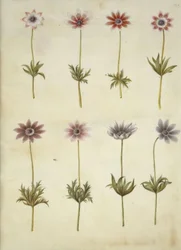 Anemone pavonina（クジャクアネモネ）