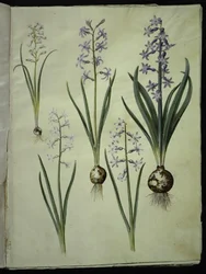 Brimeura amethystina (ピレネイスクブルー); オリエンタル ヒヤシンス (Almindelig ヒヤシンス)