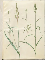 ブロムス大麦 (blød hejre); Phalaris arundinacea