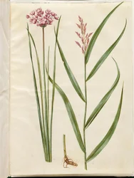Butomus umbellatus (ブライダルキャンドル); Phragmites australis (ヨシ)