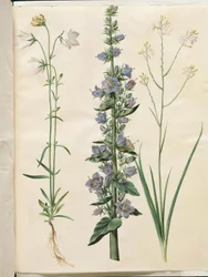 Campanula persicifolia (smalbladet kloke); ピラミッドベル (pyramide-klokke); Anthericum ramosum (grenet edderkopurt)