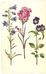 Campanula rotundifolia (小さなベル); Silene viscaria (一般的なタールクローブ); Viola tricolor (一般的なパンジー)