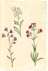 カルダミンプラテンシス（メドウクレス）; Campanula rotundifolia (?) (苦しみの鐘); Silene vulgaris (?) (膀胱蛾)