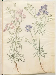 Consolida Regalis (Korn-Riedersfoor)