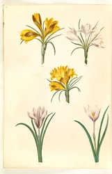 クロッカスナローフォリウス（バルカンクロッカス）; クロッカス癜風（アルペクロッカス）; 春のクロッカス (?) (vår-krokus)