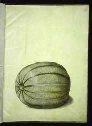 Cucumis melo (メロン)