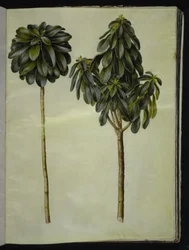 Daphne laureola (月桂樹ダフネ)
