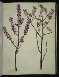 Daphne mezereum (peberbusk)