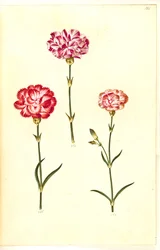 Dianthus caryophyllus (ガーデンカーネーション)