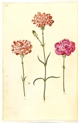 Dianthus caryophyllus (ガーデンカーネーション)