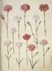 Dianthus caryophyllus (ガーデンカーネーション)