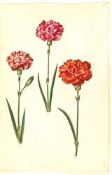 Dianthus caryophyllus (ガーデンカーネーション)