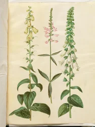 Digitalis grandiflora (大輪のキツネノテブクロ); Physostegia virginiana (Physostegia virginiana); ジギタリス紫斑病 (一般的なジギタリス)