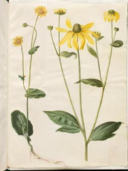 Doronicum pardalianches (hjertebladet gemserod); Rudbeckia laciniata (fliget solhat)   1267256   ja       japanese Successfully Translated  Original: The Sakaki Chapter from "The Tale of Genji" (Genji Sakaki), from a series of Genji parodies Translat: The 