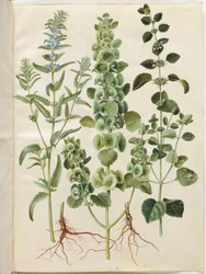 Dracocephalum moldavica (モルダビアのドラゴン ヘッド); Moluccella spinosa (タワーファンネルカップ); メリッサ・オフィシナリス（レモンバーム）