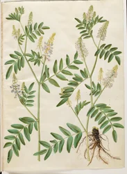 Galega officinalis (ドクターズポッド)