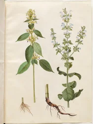 Galeopsis speciosa (麻ゴキブリ); Salvia sclarea（斑入りセージ）