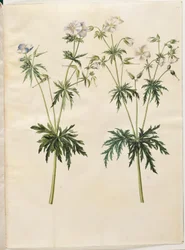 Geranium pratense (コウノトリのくちばし)