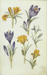 ドイツ語：Krokusse