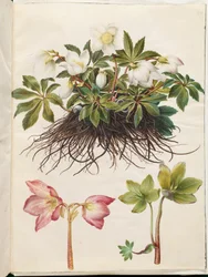 Helleborus niger (一般的なクリスマス ローズ)