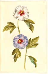 Hibiscus syriacus (シリアン ローズ)