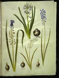オリエンタル ヒヤシンス (almindelig hyacint); Muscari comosum (duskhyacint); Brimeura amethystina (ピレネイスクブルー)